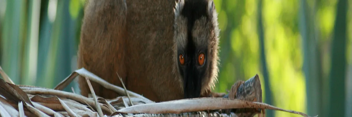 Image Installateur borne de recharge Mayotte